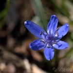 Scilla drunensis subsp. buekkensis - Scila severná subsp. bukovská 16-21-03