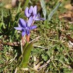 Scilla drunensis subsp. buekkensis - Scila severná subsp. bukovská 175752