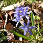 Scilla drunensis subsp. buekkensis - Scila severná subsp. bukovská 181806