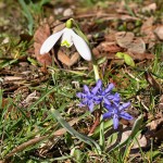 Scilla drunensis subsp. buekkensis - Scila severná subsp. bukovská 182634