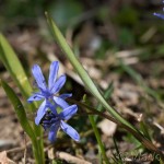 Scilla drunensis subsp. buekkensis - Scila severná subsp. bukovská 19-18-03