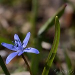 Scilla drunensis subsp. buekkensis - Scila severná subsp. bukovská 19-20-56