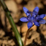 Scilla drunensis subsp. buekkensis - Scila severná subsp. bukovská 20-52-25