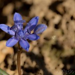 Scilla drunensis subsp. buekkensis - Scila severná subsp. bukovská 20-56-40