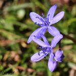 Scilla drunensis subsp. buekkensis - Scila severná subsp. bukovská IMG_1321