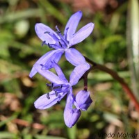 Scilla drunensis subsp. buekkensis - Scila severná subsp. bukovská IMG_1322