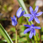 Scilla drunensis subsp. buekkensis - Scila severná subsp. bukovská IMG_5753