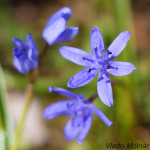 Scilla drunensis subsp. buekkensis - Scila severná subsp. bukovská IMG_5754