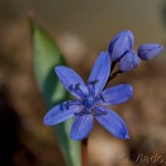 Scilla drunensis subsp. buekkensis - Scila severná subsp. bukovská16-14-00