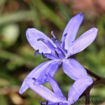 Scilla drunensis subsp. buekkensis - Scila severná subsp.bukovská  IMG_1323