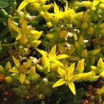 Sedum sexangulare - Rozchodník šesťradový 181456