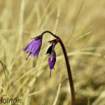 Soldanella carpatica - Soldanelka karpatská IMG_4742