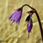 Soldanella carpatica - Soldanelka karpatská IMG_4743