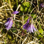 Soldanella carpatica - Soldanelka karpatská IMG_4746