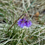 Soldanella carpatica - Soldanelka karpatská IMG_7011