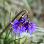 Soldanella carpatica - Soldanelka karpatská IMG_7013