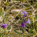 Soldanella carpatica - Soldanelka karpatská IMG_8566