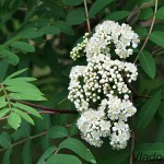 Sorbus aucuparia - Jarabina vtáčia IMG_0008