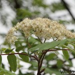 Sorbus aucuparia - Jarabina vtáčia IMG_0015