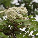 Sorbus aucuparia - Jarabina vtáčia IMG_0016