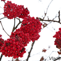 Sorbus aucuparia - Jarabina vtáčia IMG_8174