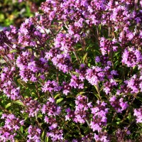 Thymus serpyllum - Dúška materina 185107