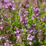 Thymus serpyllum - Dúška materina IMG_0504