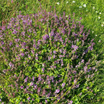 Thymus serpyllum - Dúška materina IMG_2170