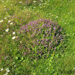 Thymus serpyllum - Dúška materina IMG_2171