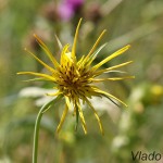 Tragopogon dubius - Kozobrada kyjačikovitá IMG_4580