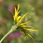 Tragopogon dubius - Kozobrada kyjačikovitá IMG_4581