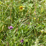 Tragopogon dubius - Kozobrada kyjačikovitá IMG_6312