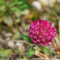 Trifolium pratense cf - Ďatelina lúčna IMG_8111