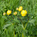 Trollius altissimus - Žltohlav európsky IMG_3686