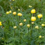 Trollius altissimus - Žltohlav európsky IMG_3692