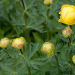 Trollius altissimus - Žltohlav európsky IMG_3694