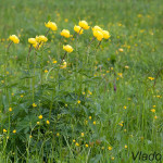 Trollius altissimus - Žltohlav európsky IMG_3696