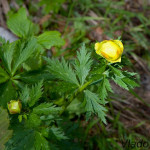 Trollius altissimus - Žltohlav európsky IMG_3451