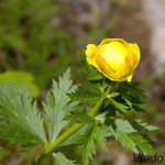 Trollius altissimus - Žltohlav európsky IMG_3452