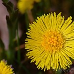 Tussilago farfara - Podbeľ liečivý 22-04-35