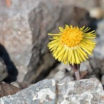 Tussilago farfara - Podbeľ liečivý 22-16-55