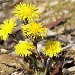 Tussilago farfara - Podbeľ liečivý IMG_1358