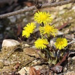 Tussilago farfara - Podbeľ liečivý  IMG_1359