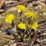 Tussilago farfara - Podbeľ liečivý  IMG_1360