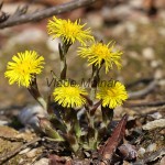 Tussilago farfara - Podbeľ liečivý  IMG_1361