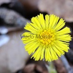 Tussilago farfara - Podbeľ liečivý IMG_1365