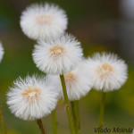 Tussilago farfara - Podbeľ liečivý IMG_6107