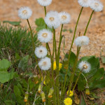 Tussilago farfara - Podbeľ liečivý IMG_6108