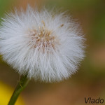 Tussilago farfara - Podbeľ liečivý IMG_6109