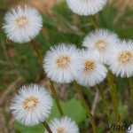 Tussilago farfara - Podbeľ liečivý IMG_6111